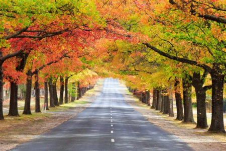 TOUR MELBOUNRE – SYDNEY – DANDENONG – YARRA VALLEY [7N6Đ]