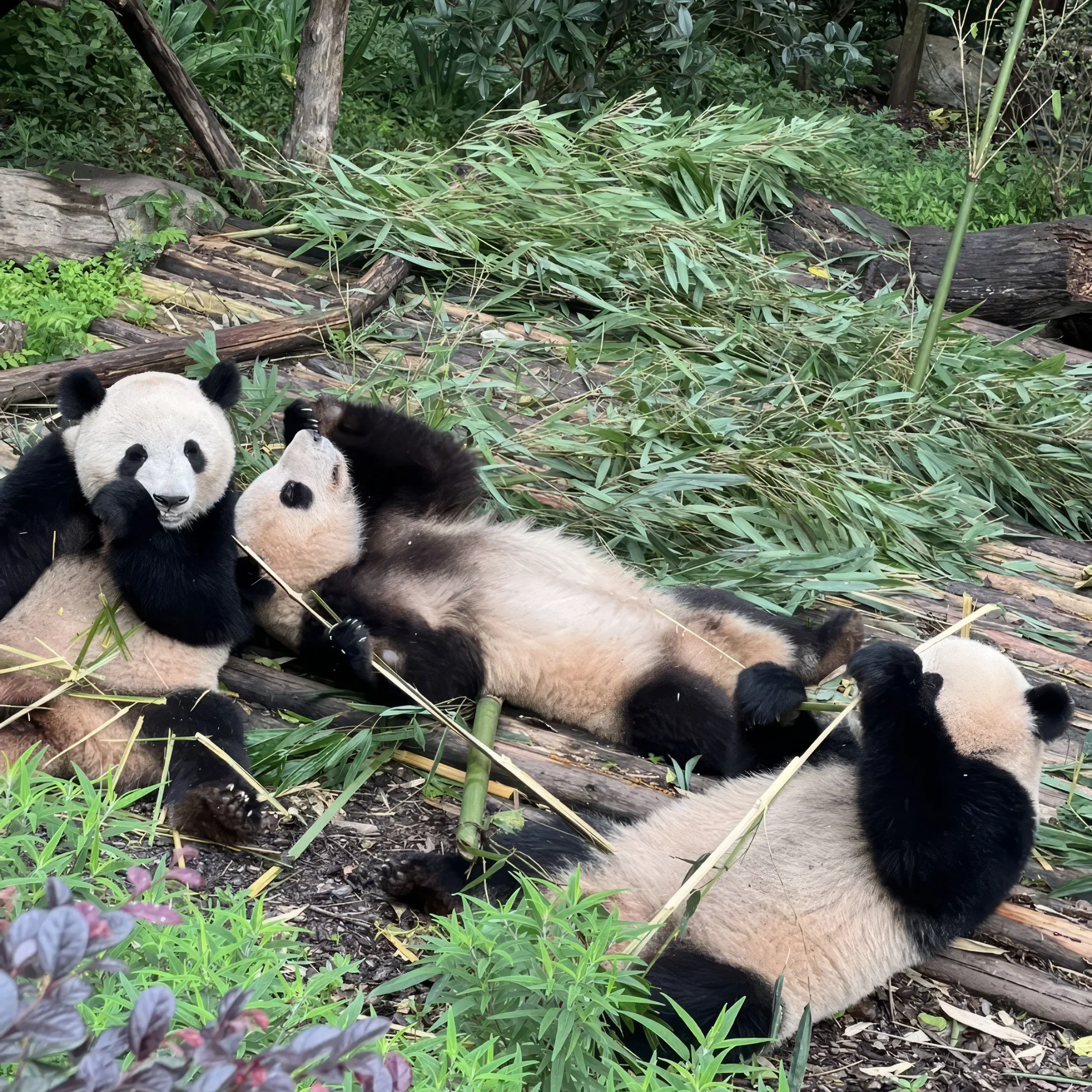 NGÀY 2: THÀNH ĐÔ v CỬU TRẠI CÂU  -	Ăn sáng  -	Ăn trưa -	Ăn tối