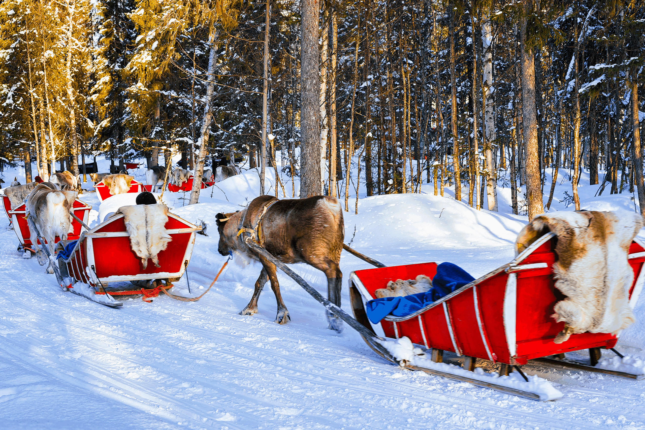 NGÀY 6	KIROVSK-LÀNG SAAMI - MURMANSK -MOSKVA        (Ăn sáng, trưa, tối)